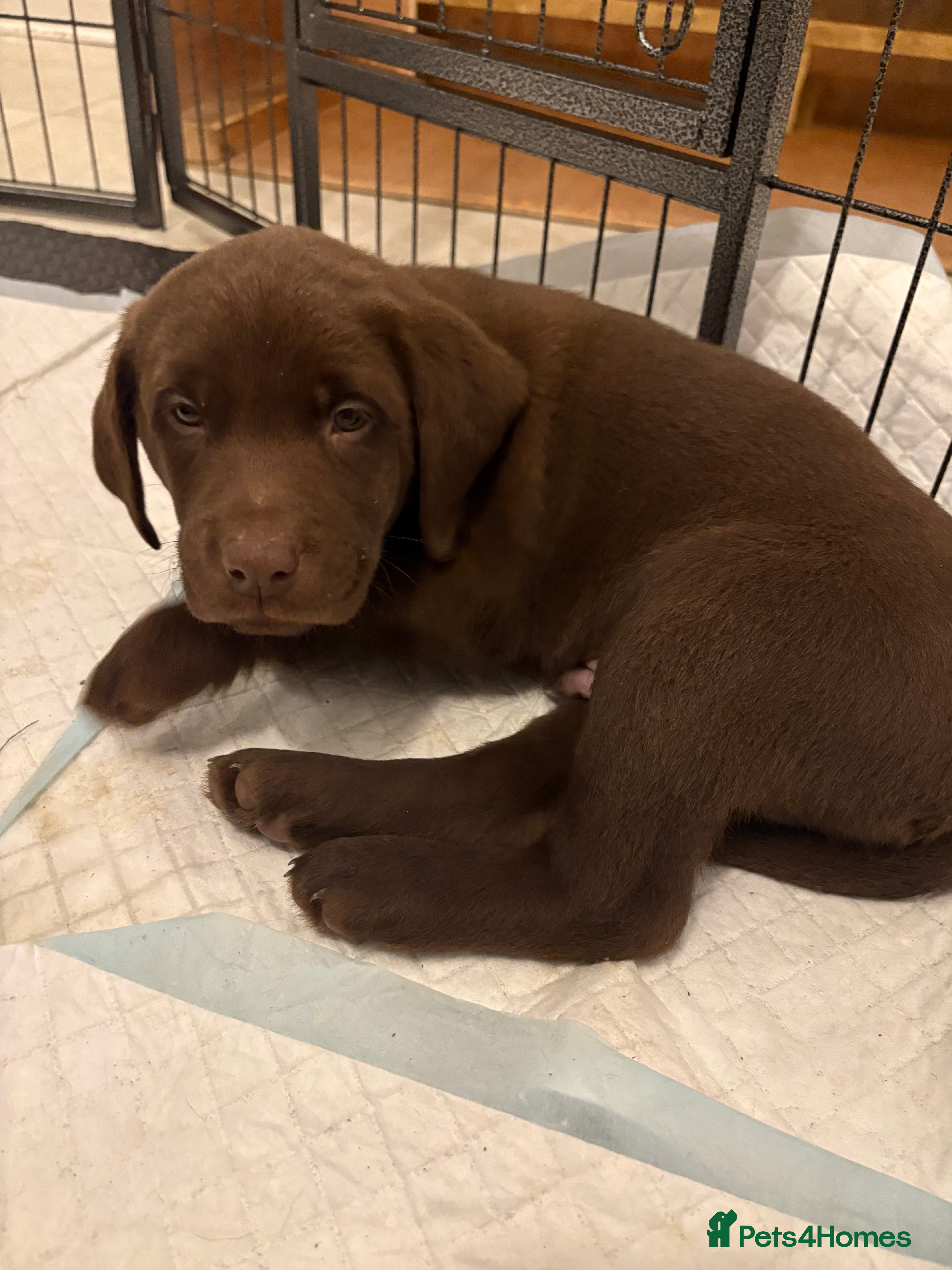 Labrador Retriever dogs ⭐️Exceptional Kc Reg Chocolate Labrador Puppies⭐️ - Advert 12