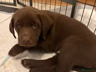 Labrador Retriever dogs ⭐️Exceptional Kc Reg Chocolate Labrador Puppies⭐️ - Advert 8