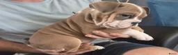 English Bulldog dogs for sale: KC REGISTERED BULLDOG PUPPIES READY NOW  in Carshalton - Advert 8