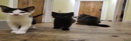 Mixed Breed cats for sale: Kittens for sale  - Advert 4