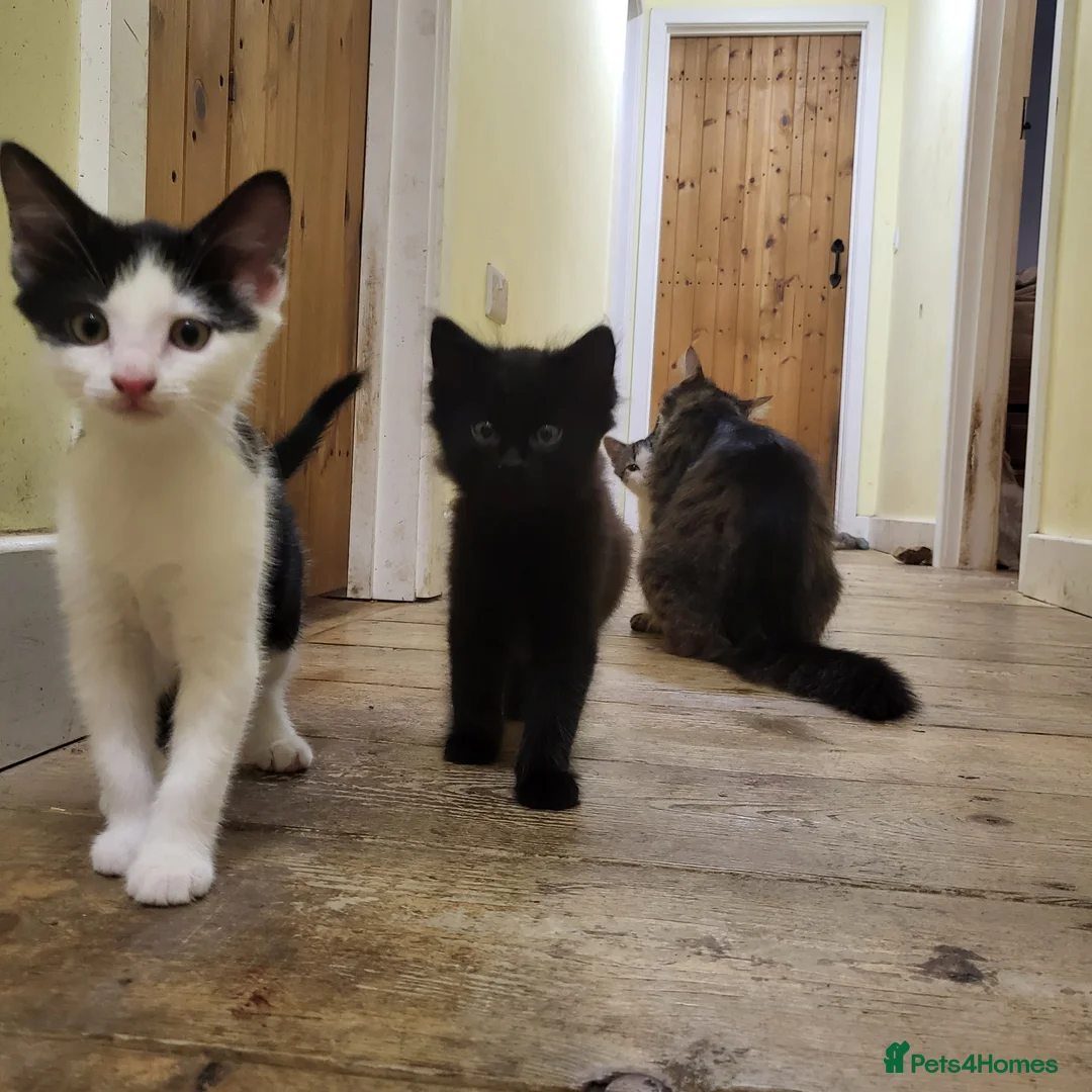 Mixed Breed cats for sale: Kittens for sale  - Advert 4