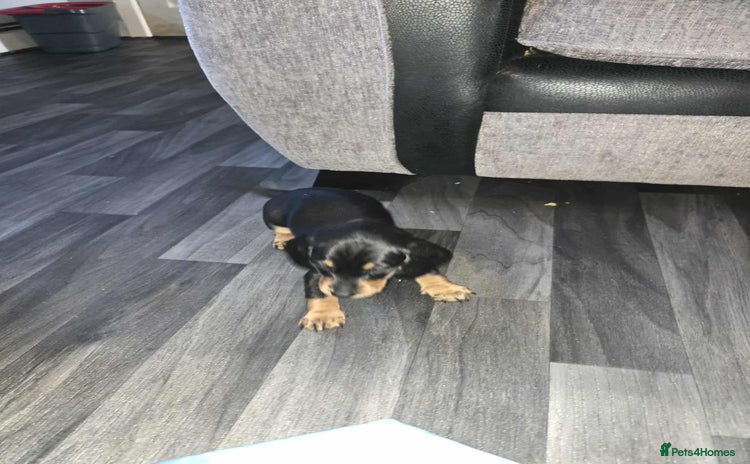 Miniature Dachshund dogs - Advert 1