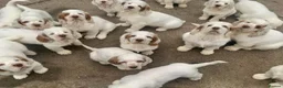 Clumber Spaniel dogs for sale: Quality Clumber Spaniel Puppies  in Malvern - Advert 11