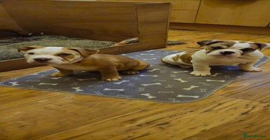 Mixed Breed dogs - Advert 4