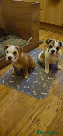 Mixed Breed dogs - Advert 2