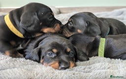 Dachshund dogs for sale: 🐾 Standard Dachshund Puppies-Absolutely perfect🐾 - Image 1