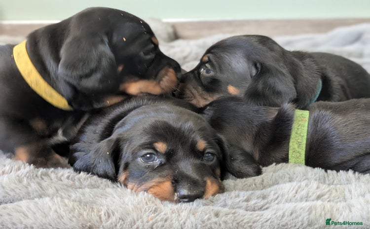 Dachshund dogs - Advert 1
