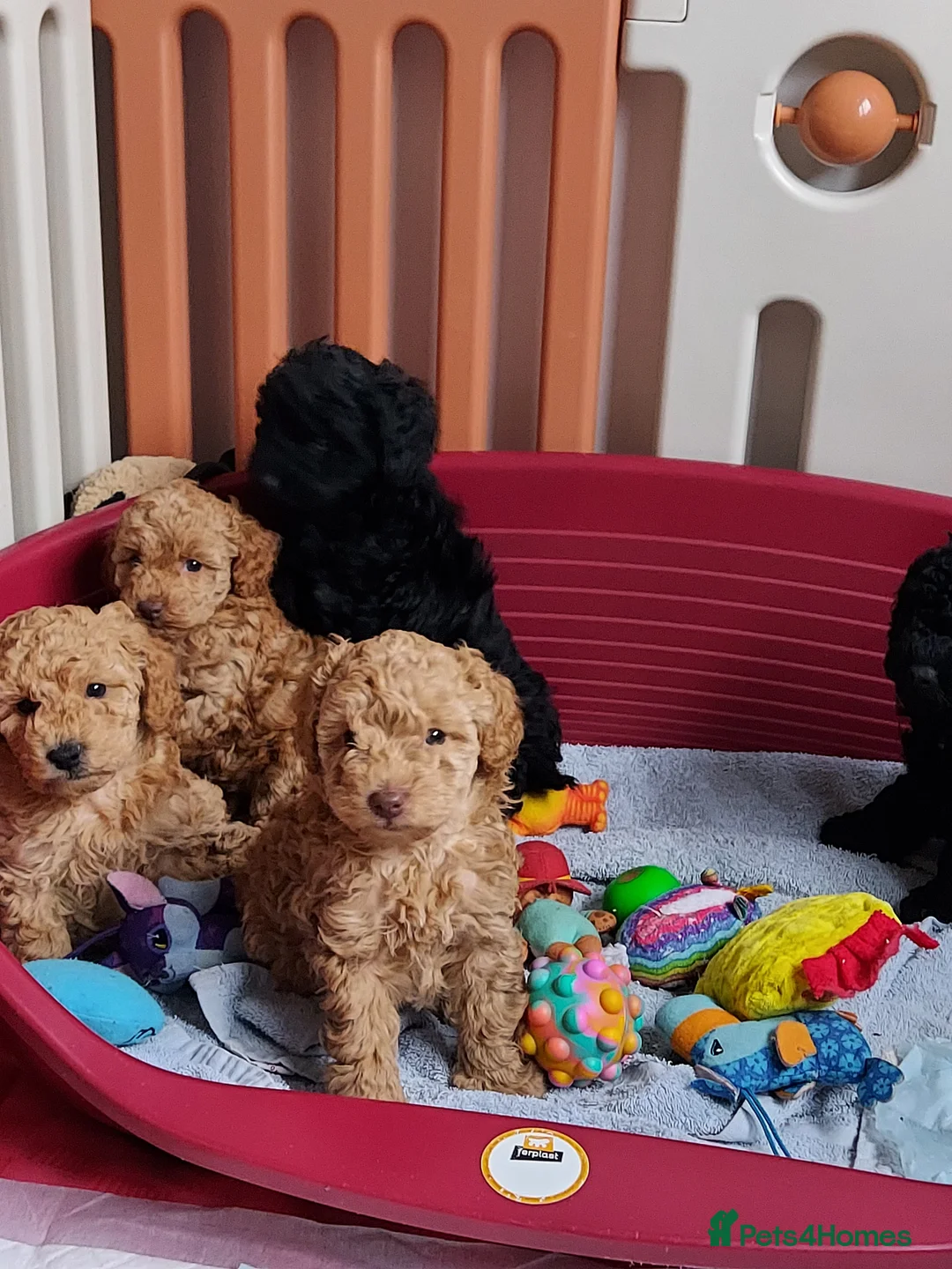 Miniature Poodle dogs for stud: PROVEN Miniature Poodle Stud - Champion Lines KC in Orpington - Advert 12