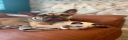 French Bulldog dogs for sale: 2 French bulldogs looking for a new home in Perth - Advert 10