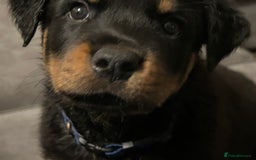 Rottweiler dogs for sale: Chunky Rottweilers for Sale - Image 1