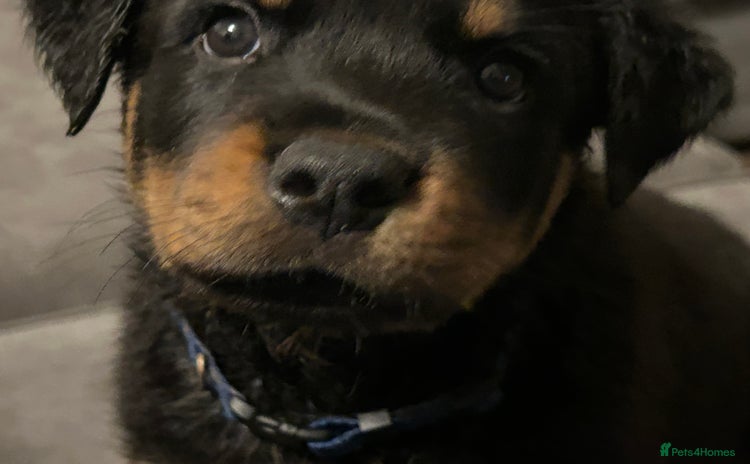 Rottweiler dogs for sale - Advert 1