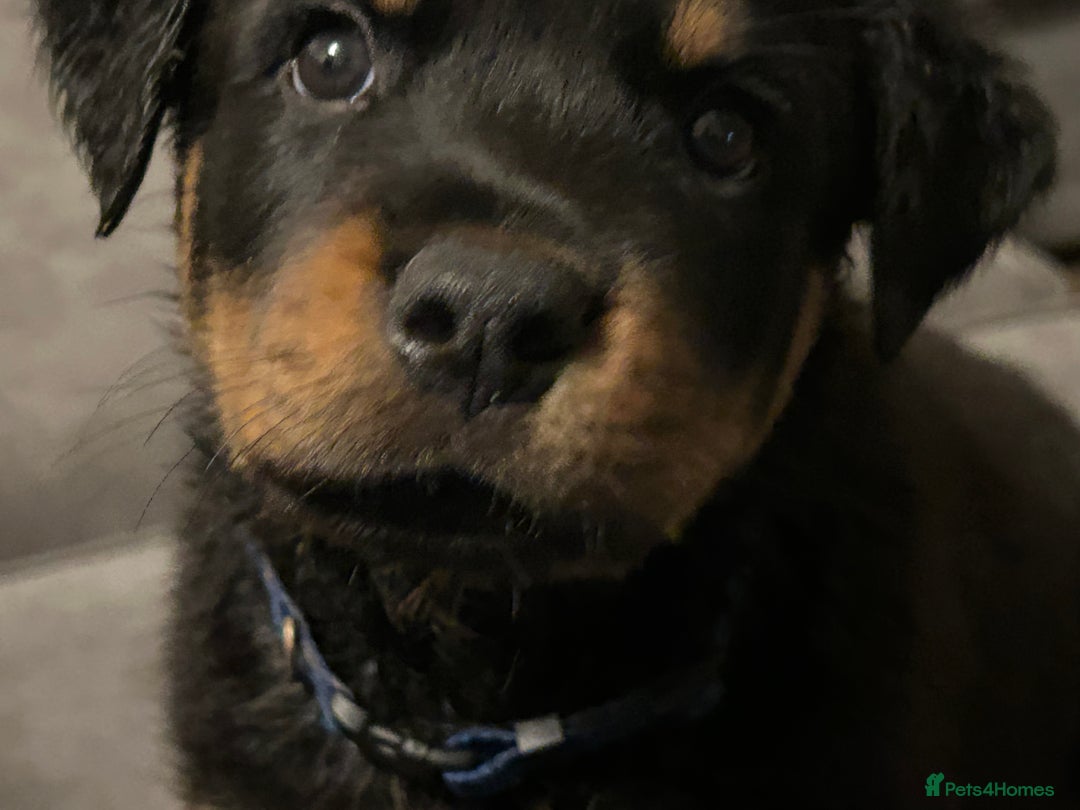 Rottweiler dogs for sale: Chunky Rottweilers for Sale - Image 1