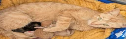 Mixed Breed cats for sale: 2 ginger kittens for sale in Brighton - Advert 1