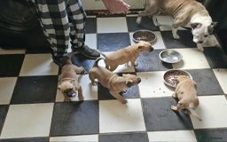 Mixed Breed dogs for sale: American bulldog x Staffordshire terrier puppies  - Image 10
