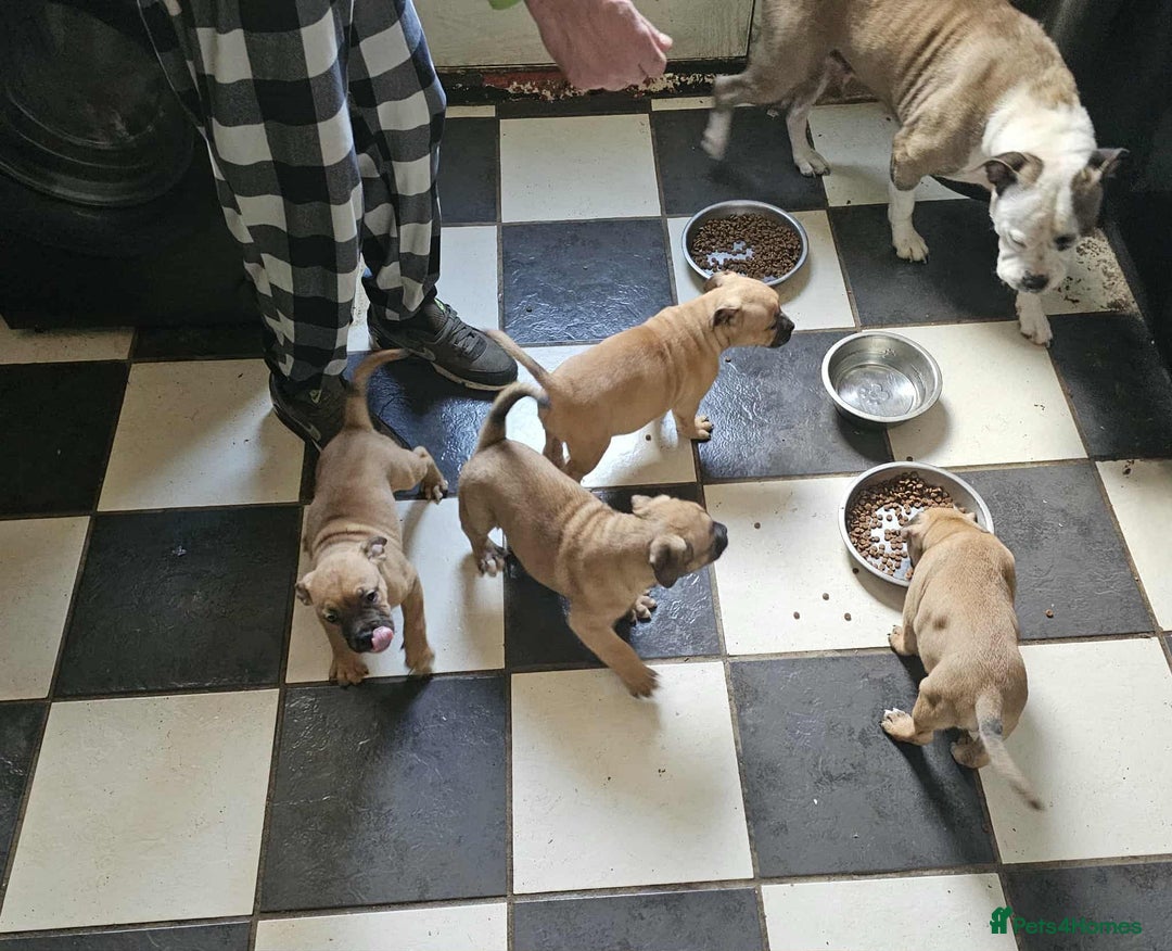 Mixed Breed dogs for sale: American bulldog x Staffordshire terrier puppies  - Image 10