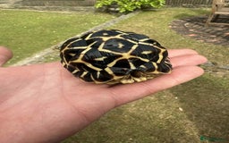 Tortoise reptiles for sale: Indian Star Tortoises - Image 3