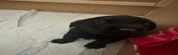 Labrador Retriever dogs for sale: Labrador puppy’s available from 24/09. - Advert 8