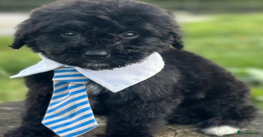 Bernedoodle dogs - Advert 2