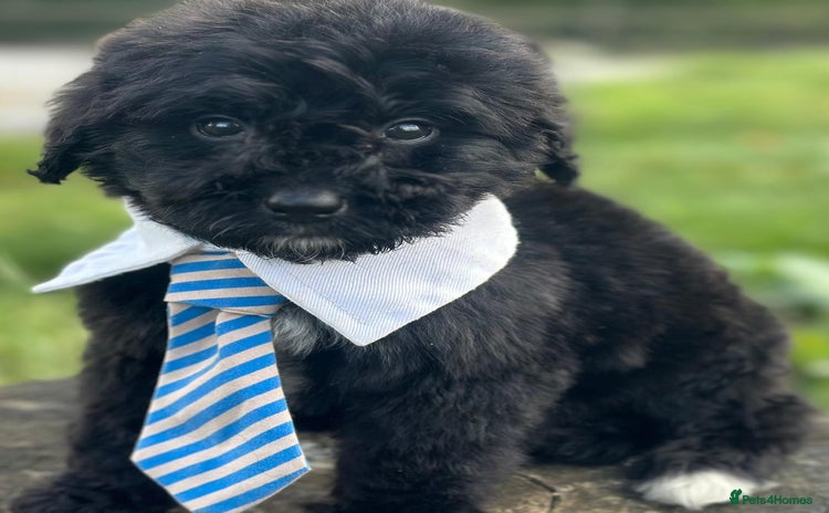 Bernedoodle dogs - Advert 1