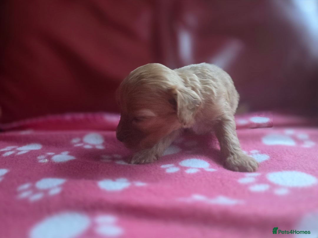 Cavapoo dogs for sale: F1 cavapoos  - Advert 8