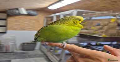 Budgerigars birds - Advert 1