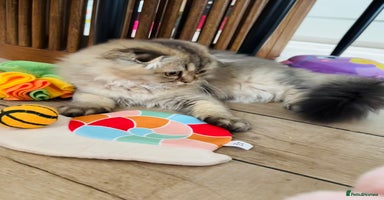 Scottish Fold cats - Advert 4