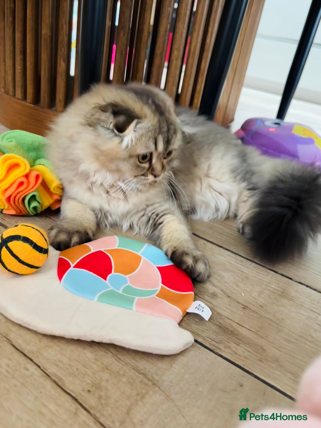 Scottish Fold cats for sale: 🩷💜Amazing Scottish Fold Kittens - Image 3