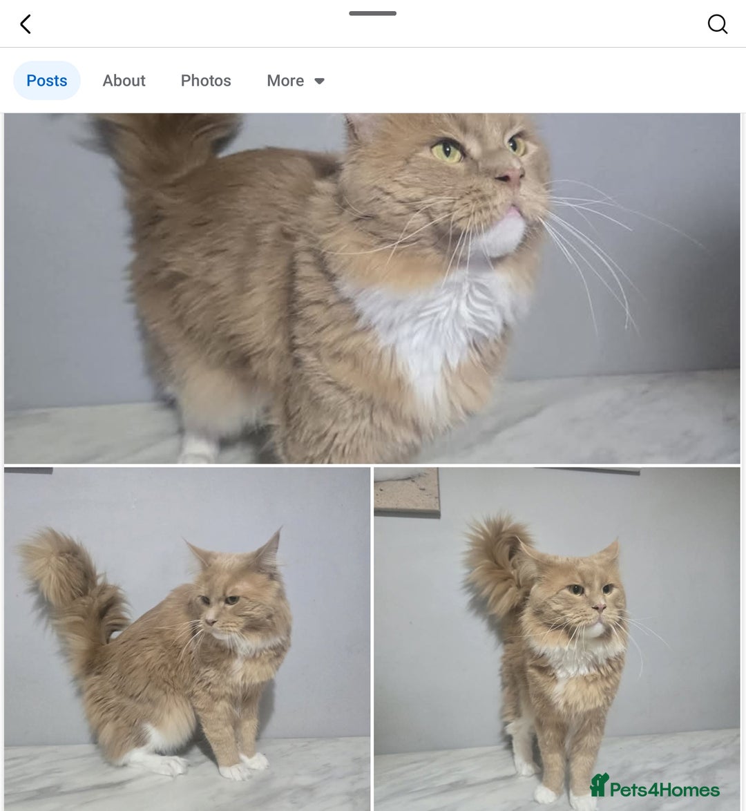 Maine Coon cats for sale: Gccf maincoon kittens. Ready from the 20th Sept  - Image 22