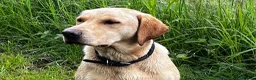 Labrador Retriever dogs for sale: Beautiful natured working Labradors  - Advert 6