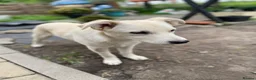 Mixed Breed dogs for adoption: ❤️TOSCA❤️ - THE LOVELIEST  GIRL NEEDS A NEW HOME in Mansfield - Advert 8