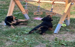Welsh Terrier dogs for sale: Stunning KC reg PLL CLEAR Welsh terrier puppies in Dronfield - Image 4