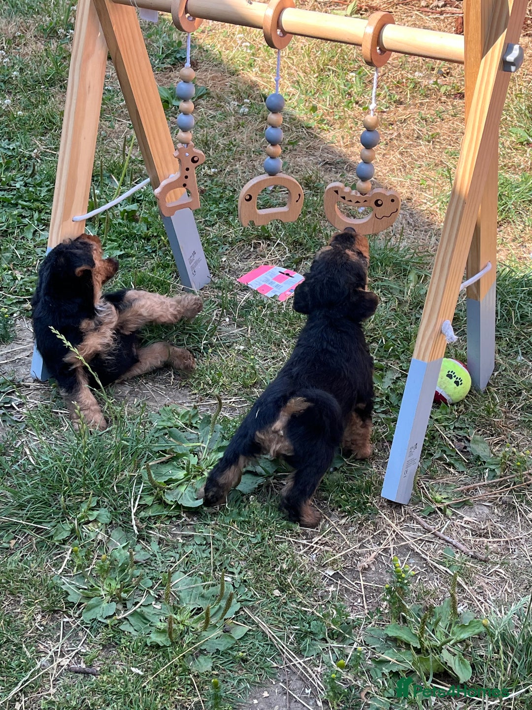 Welsh Terrier dogs for sale: Stunning KC reg PLL CLEAR Welsh terrier puppies in Dronfield - Image 4