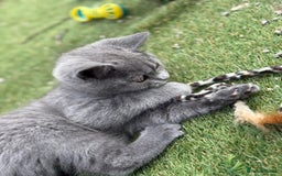 British Shorthair cats for sale: British Shorthair  - Image 10