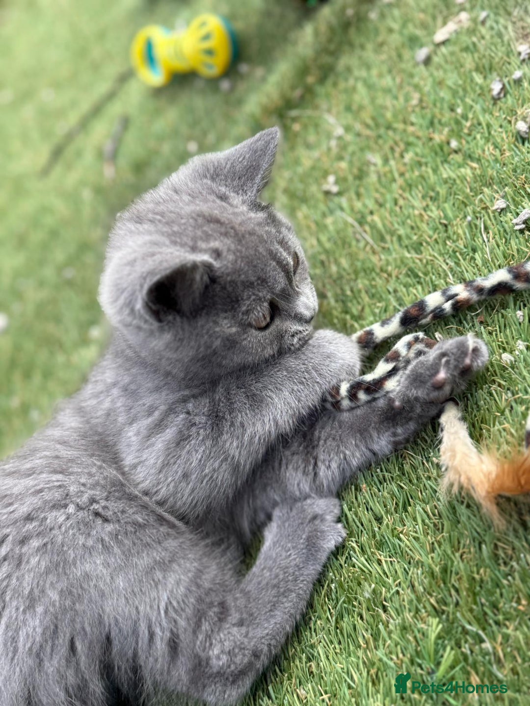 British Shorthair cats for sale: British Shorthair  - Image 10