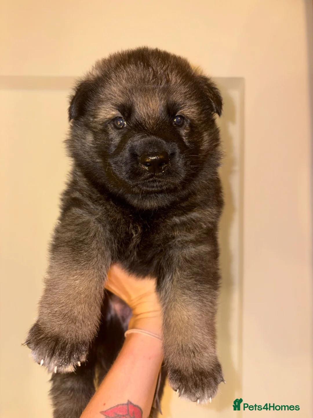 German Shepherd dogs for sale: Working lines German shepherd  - Advert 2