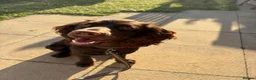 Cocker Spaniel dogs for sale: Make cocker spaniel  - Advert 3