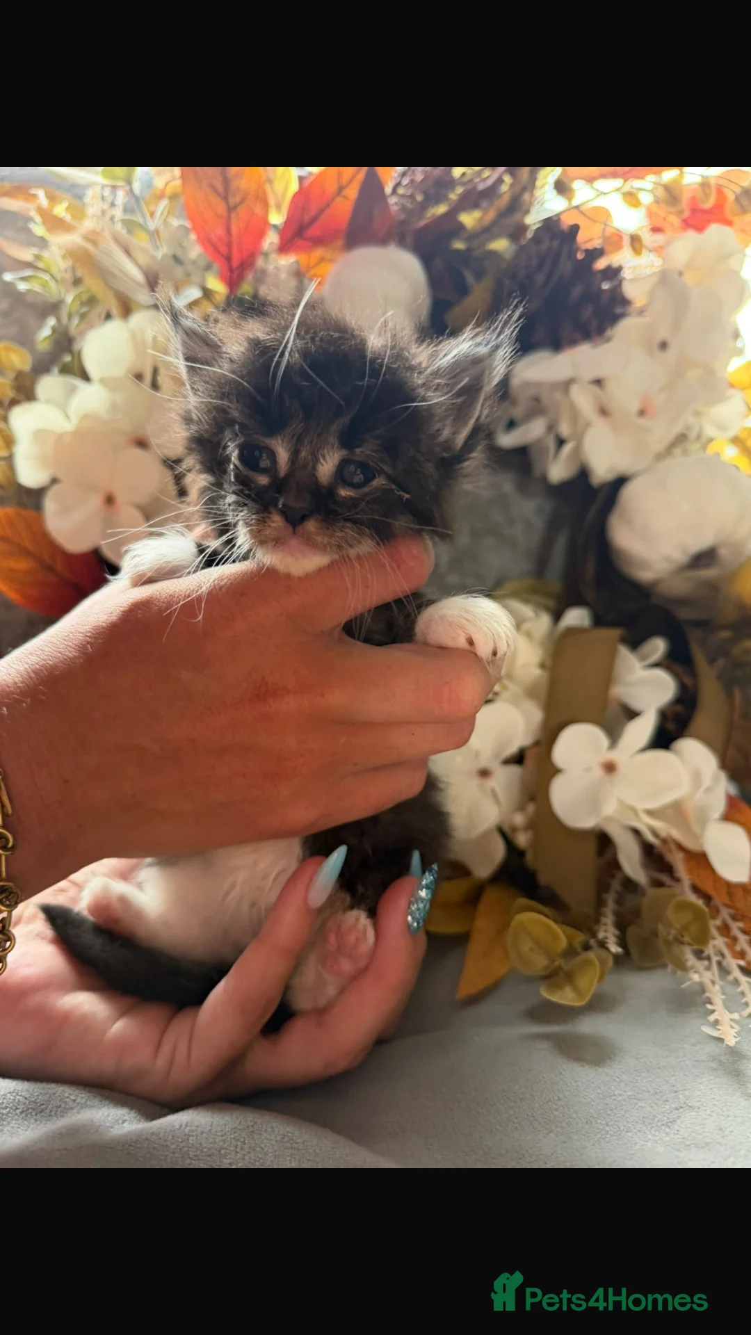 Maine Coon cats for sale: last boy 🎃🍁 - Advert 31