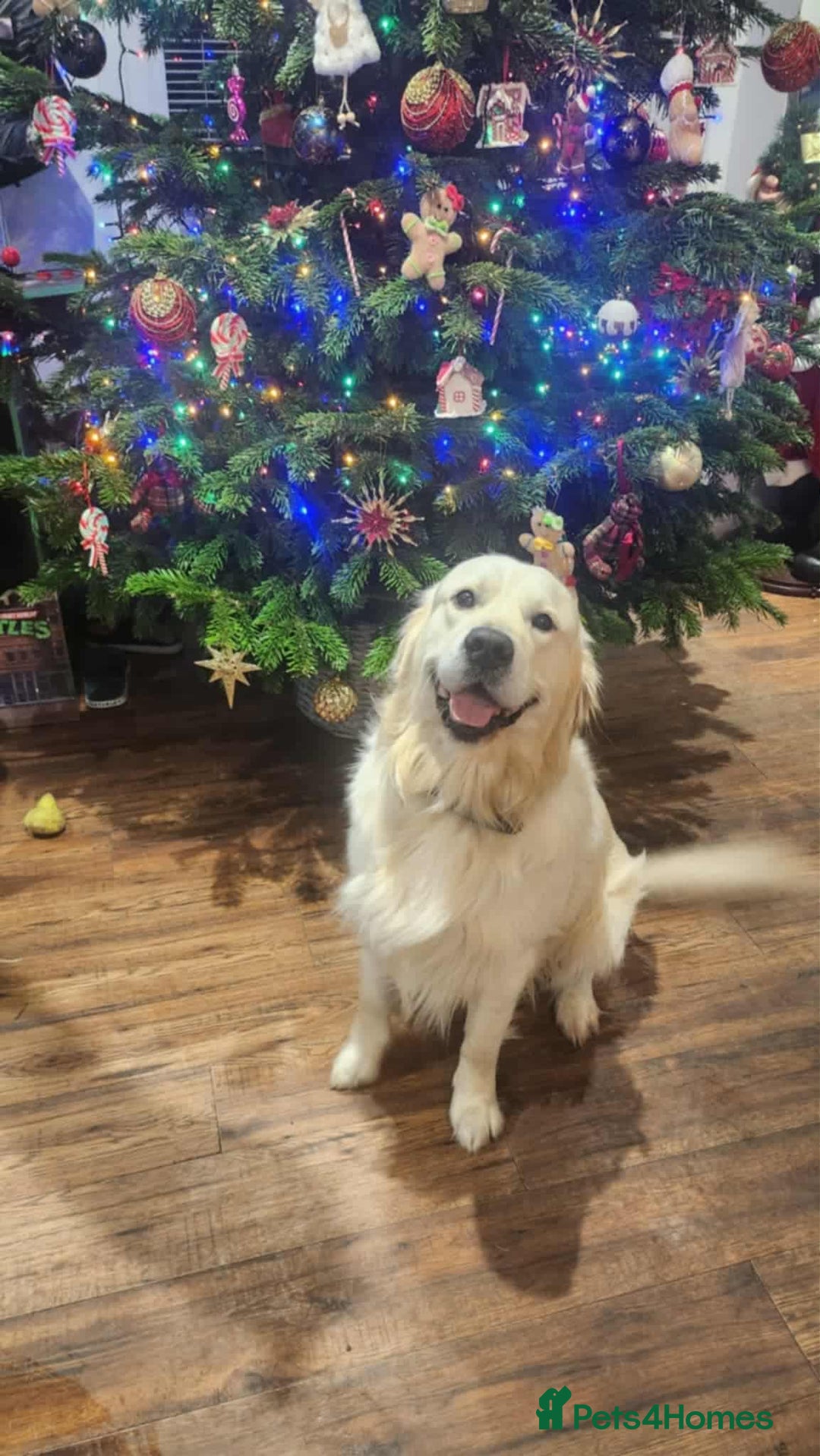 Golden Retriever dogs for sale: 🌟Beautiful Golden Retriver puppies 🐾 - Advert 10