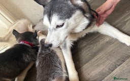 Siberian Husky dogs for sale: Beautiful Siberian huskies - Image 7