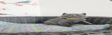 British Shorthair 1