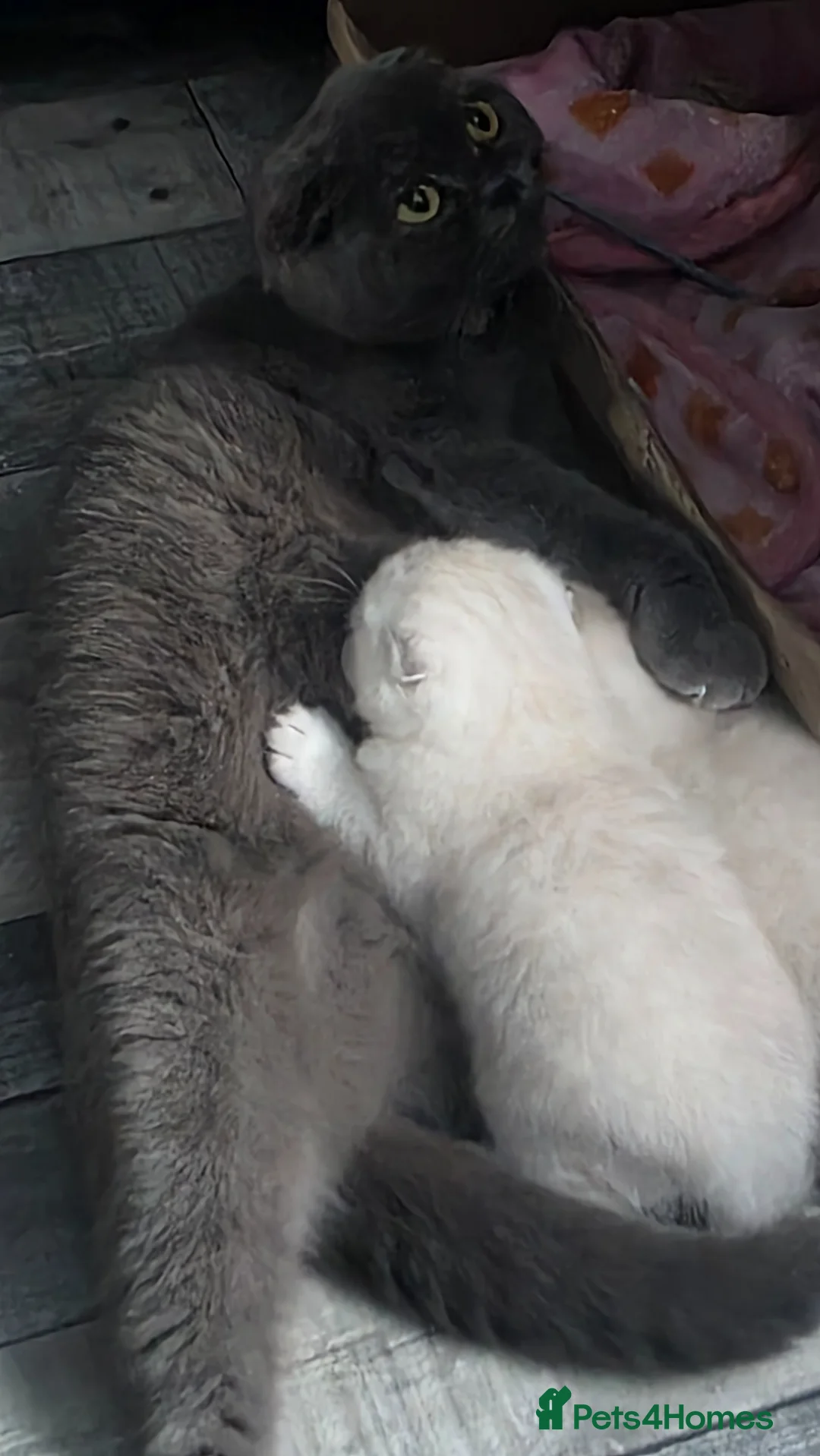 Scottish Fold cats for sale: Cat Scottish fold  - Advert 6