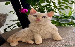 Selkirk Rex cats for sale: Gorgeous Selkirk Rex kittens - Image 10