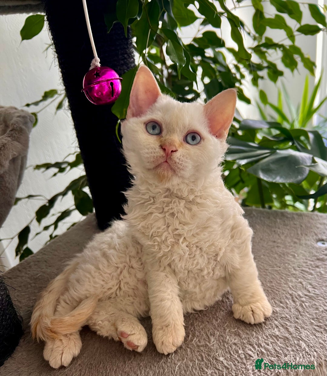 Selkirk Rex cats for sale: Gorgeous Selkirk Rex kittens - Image 10