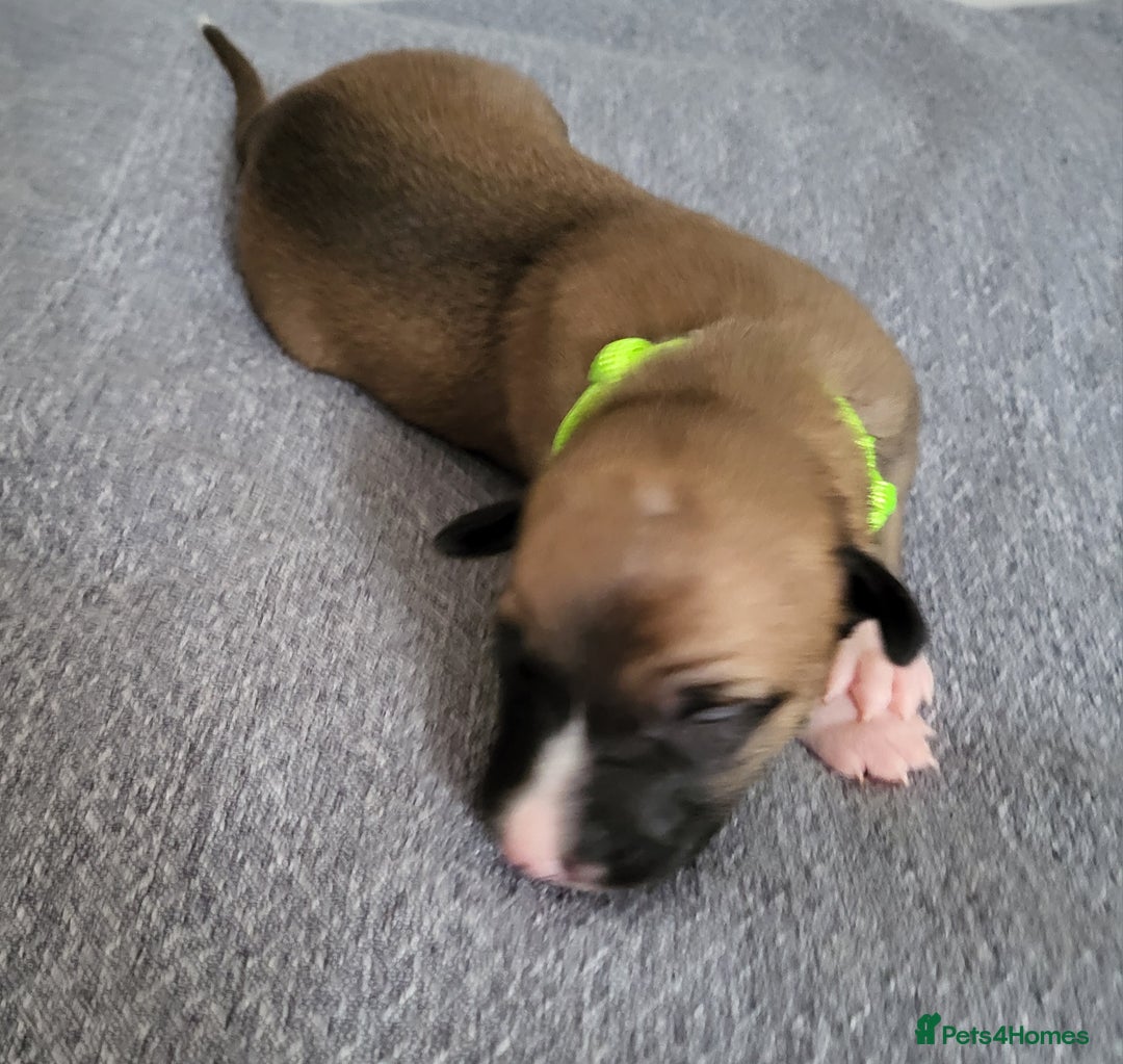 Whippet dogs for sale: 8 KC gorgeous pups, 4 boys & 4 girls. - Image 5