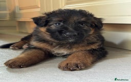German Shepherd dogs for sale: Gorgeous and healthy German Shepherds Puppies - Image 12