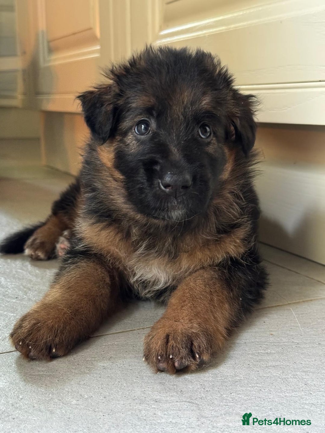 German Shepherd dogs for sale: Gorgeous and healthy German Shepherds Puppies - Image 12
