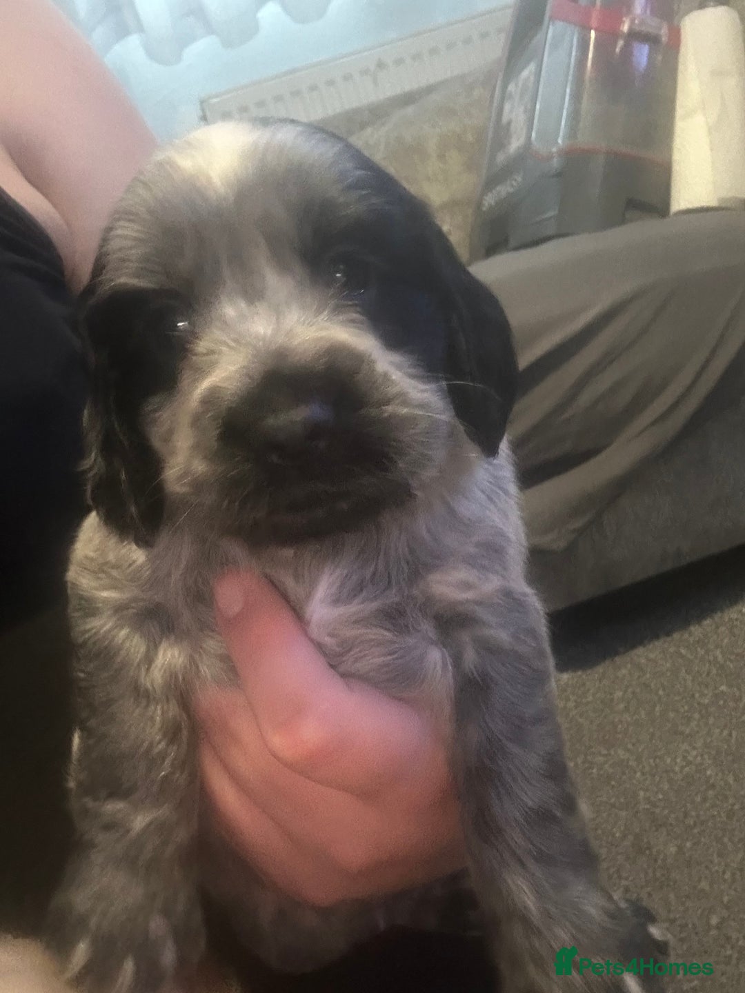 Cocker Spaniel dogs for sale: 🔥 rare coloured show type cocker spaniels  - Image 20