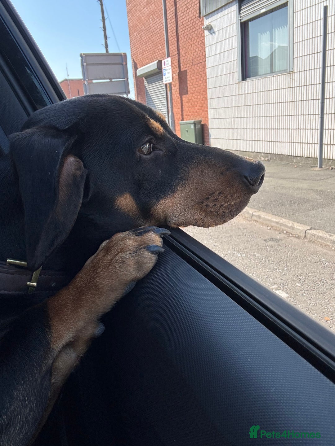 Dachshund dogs for sale: Ollie  - Image 5