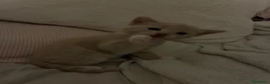 Mixed Breed Kitten 1