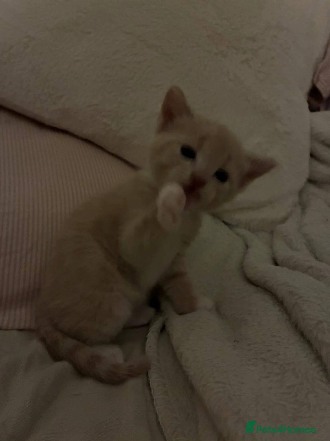 Mixed Breed cats for sale: Two female kittens (can be sold separately) in Salisbury - Advert 2